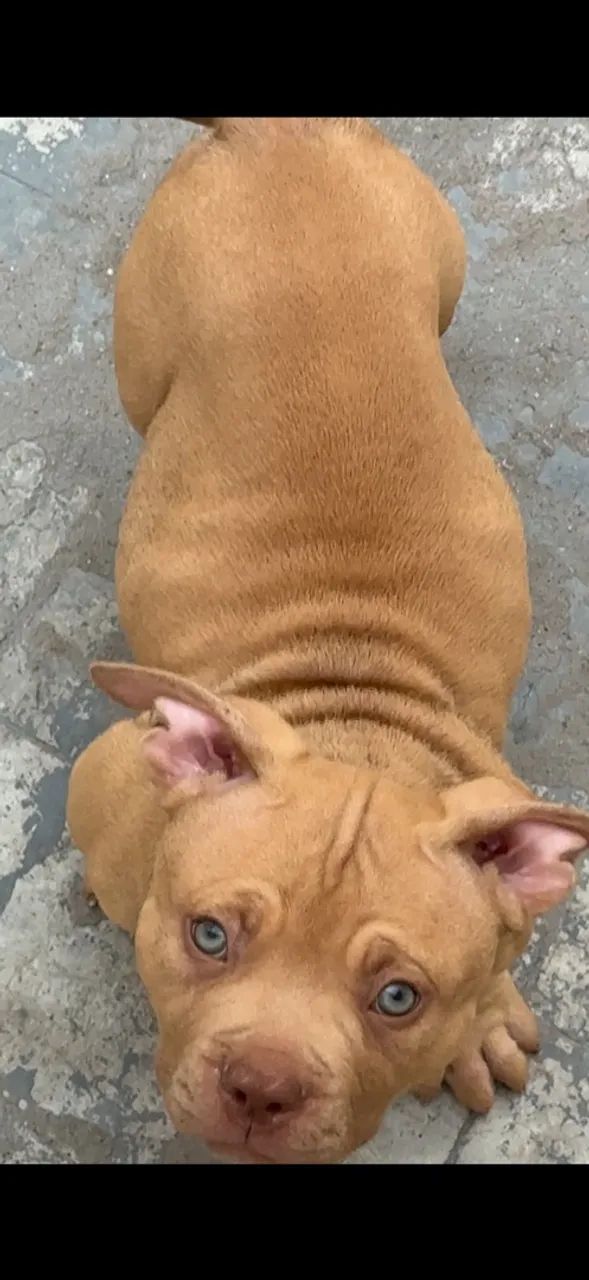 Filhote macho Pit monster  - Foto 3