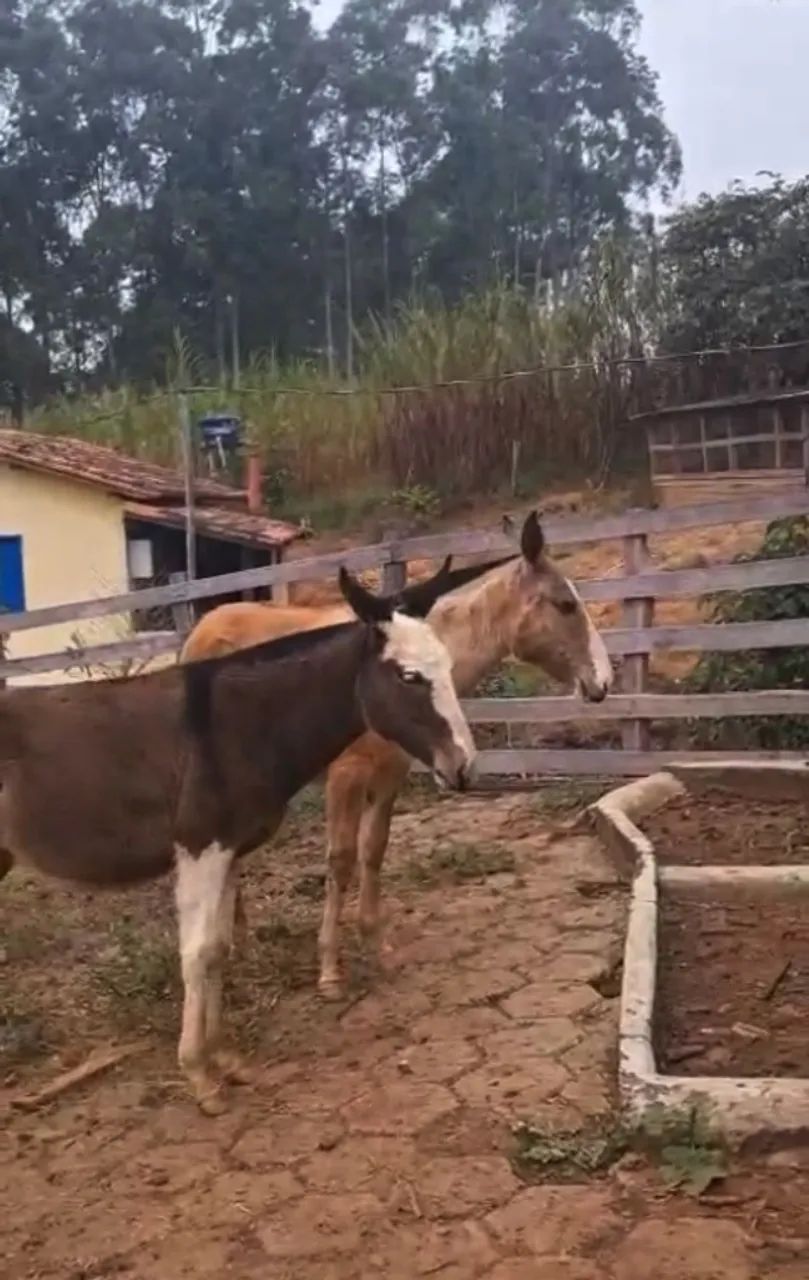 Vendo Mulas Desmamadas - Foto 5