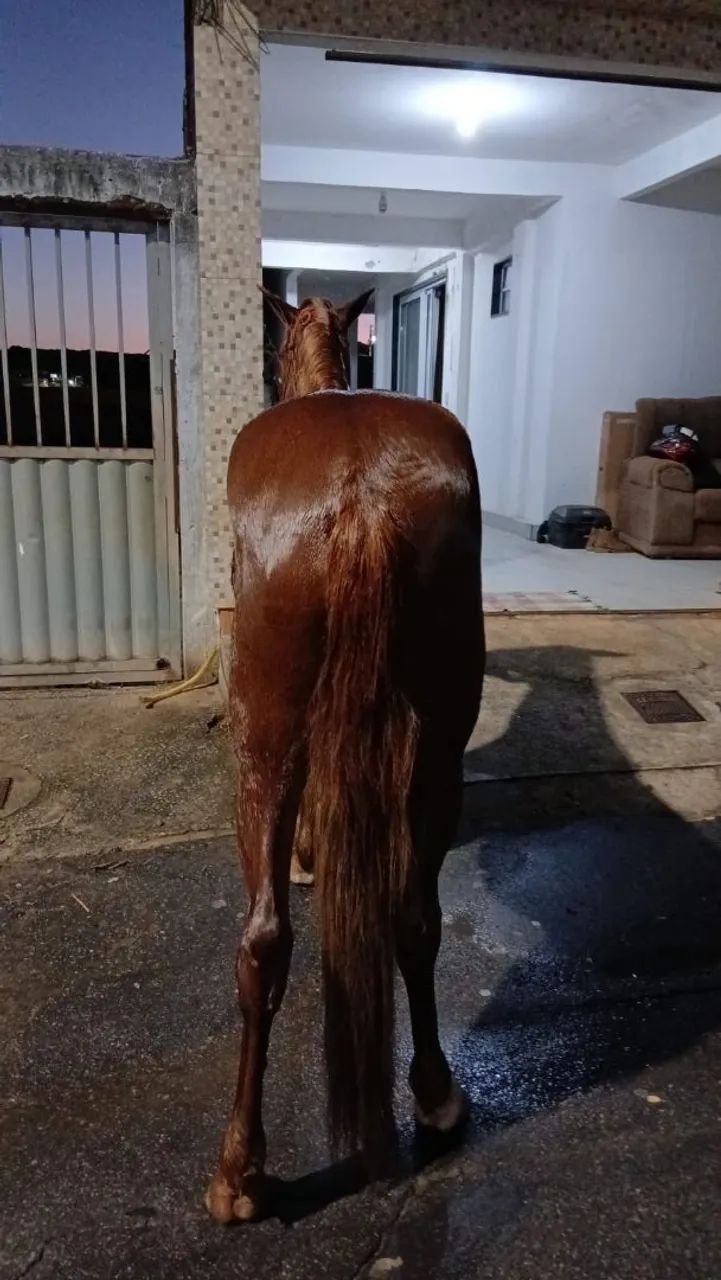 Cavalo  - Foto 3