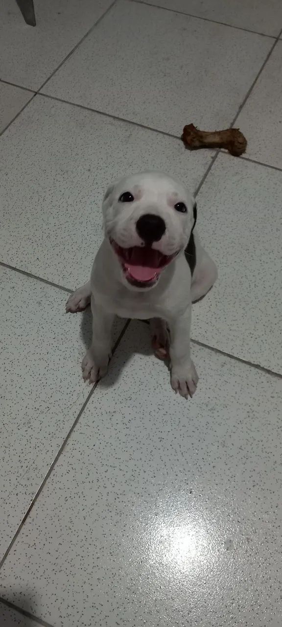Filhote de pitbull  - Foto 2