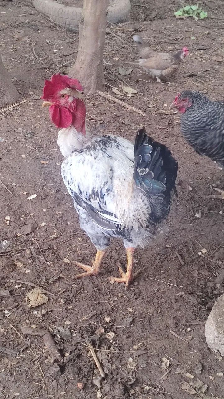 Frango 