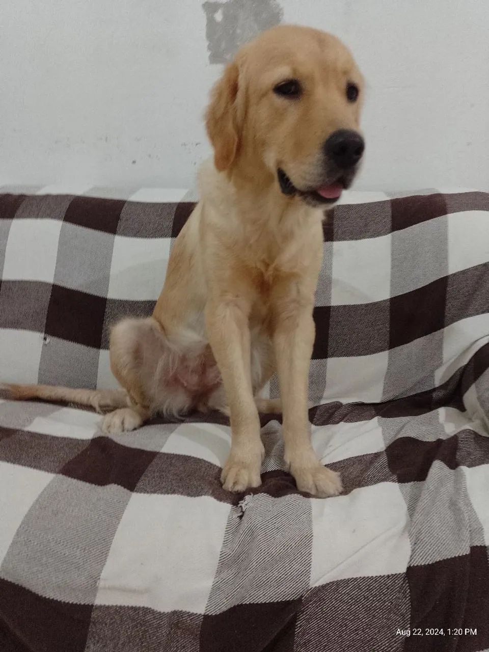 Golden retriever  - Foto 2