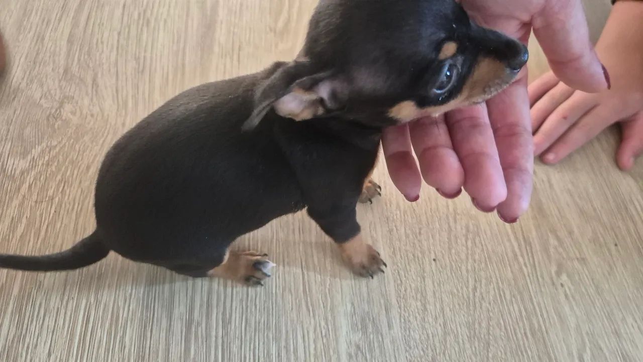 Pinscher macho  - Foto 3