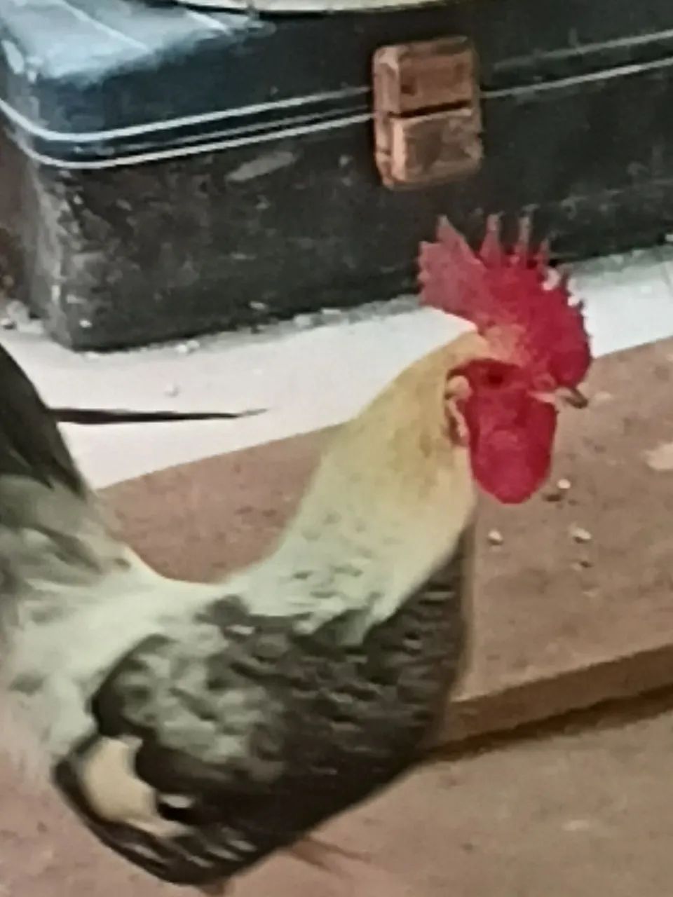 Galo garnin zé lindo e bem cuidado - Foto 2