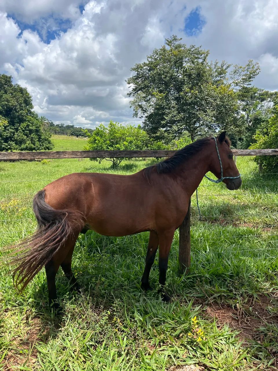 VENDO CAVALO MARCHADOR  - Foto 5