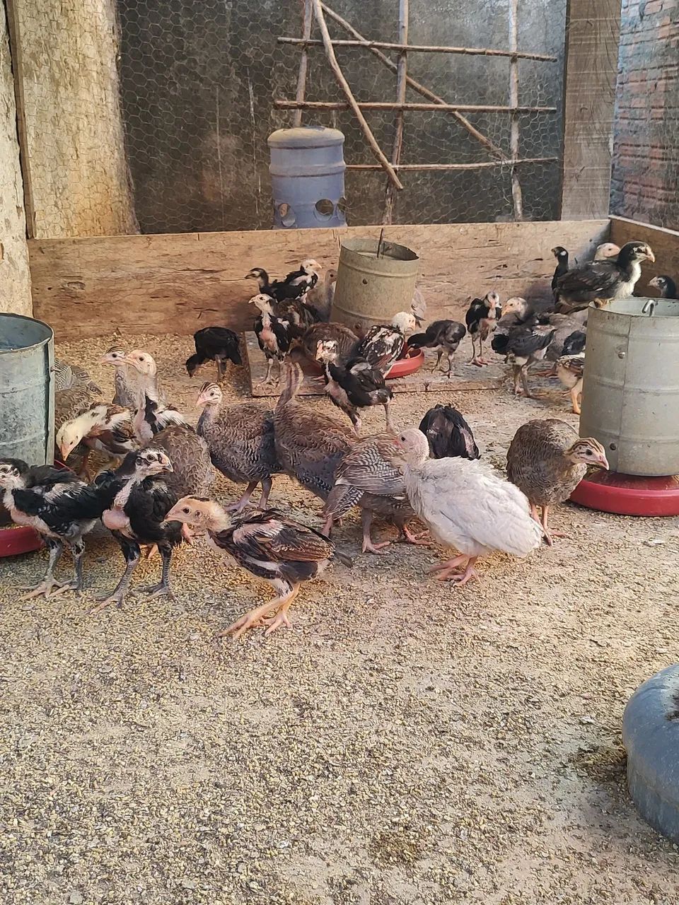 Angolista  - Foto 2