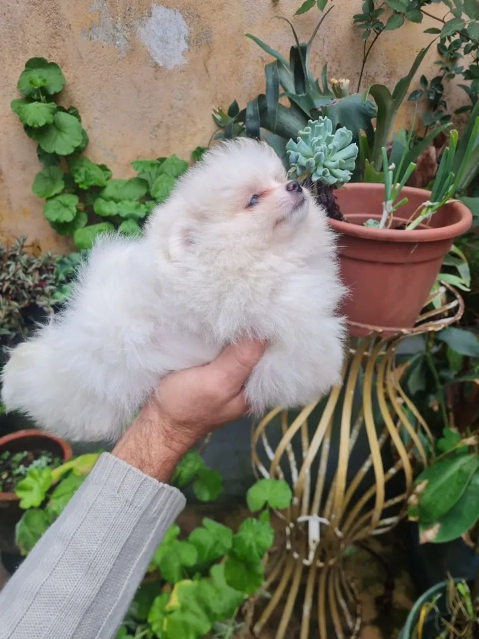 Spitz alemao - Foto 2