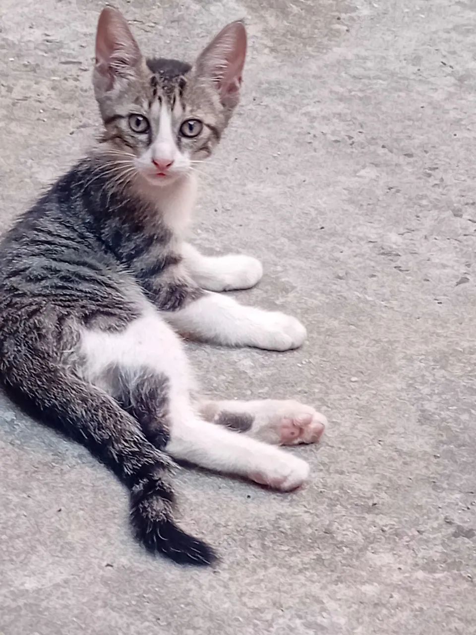 Adote um felinofique feliz e ele mais feliz!!!?