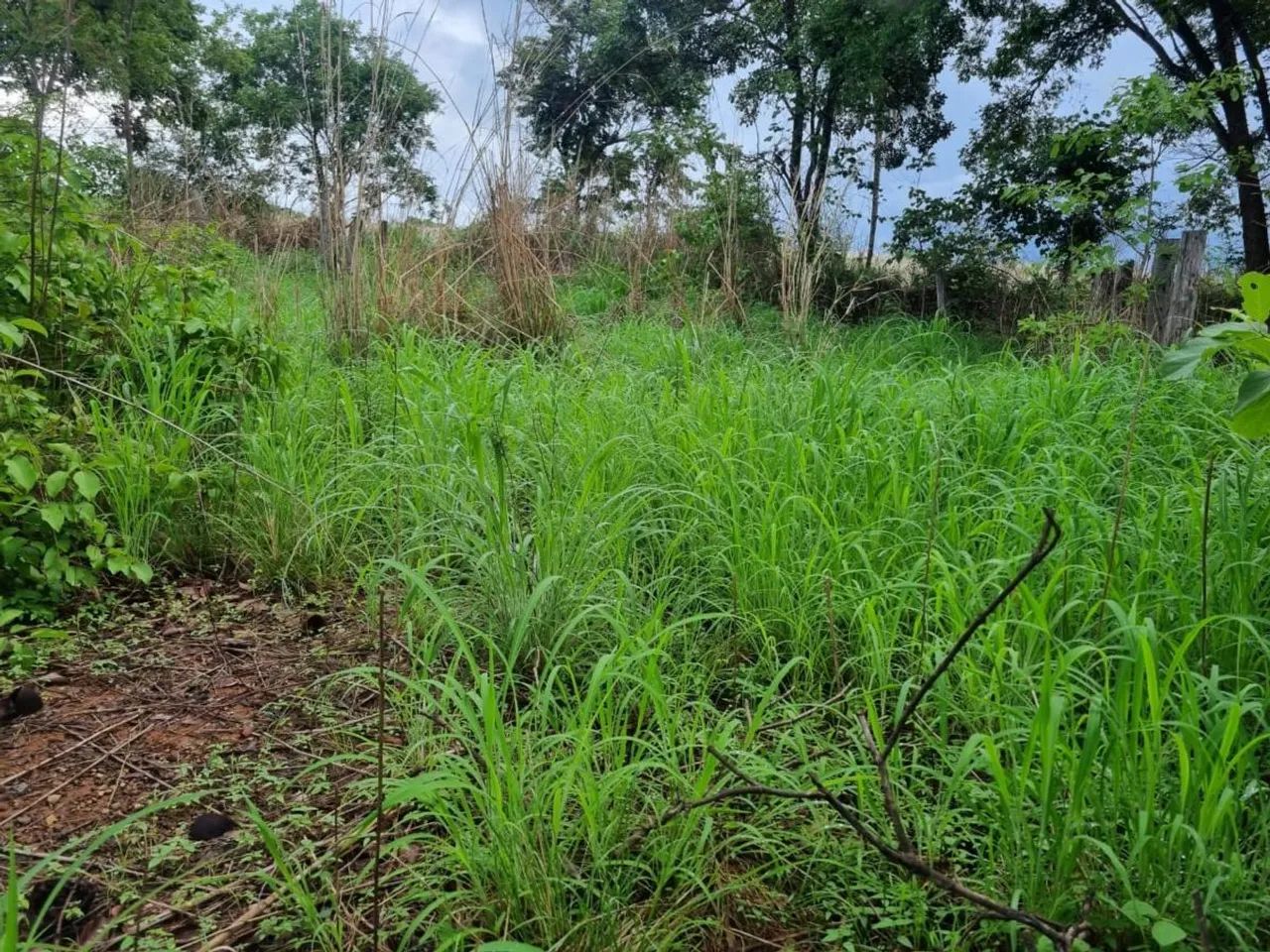 Fazenda para Venda em Aurora do Tocantins, Zona Rural - Foto 2