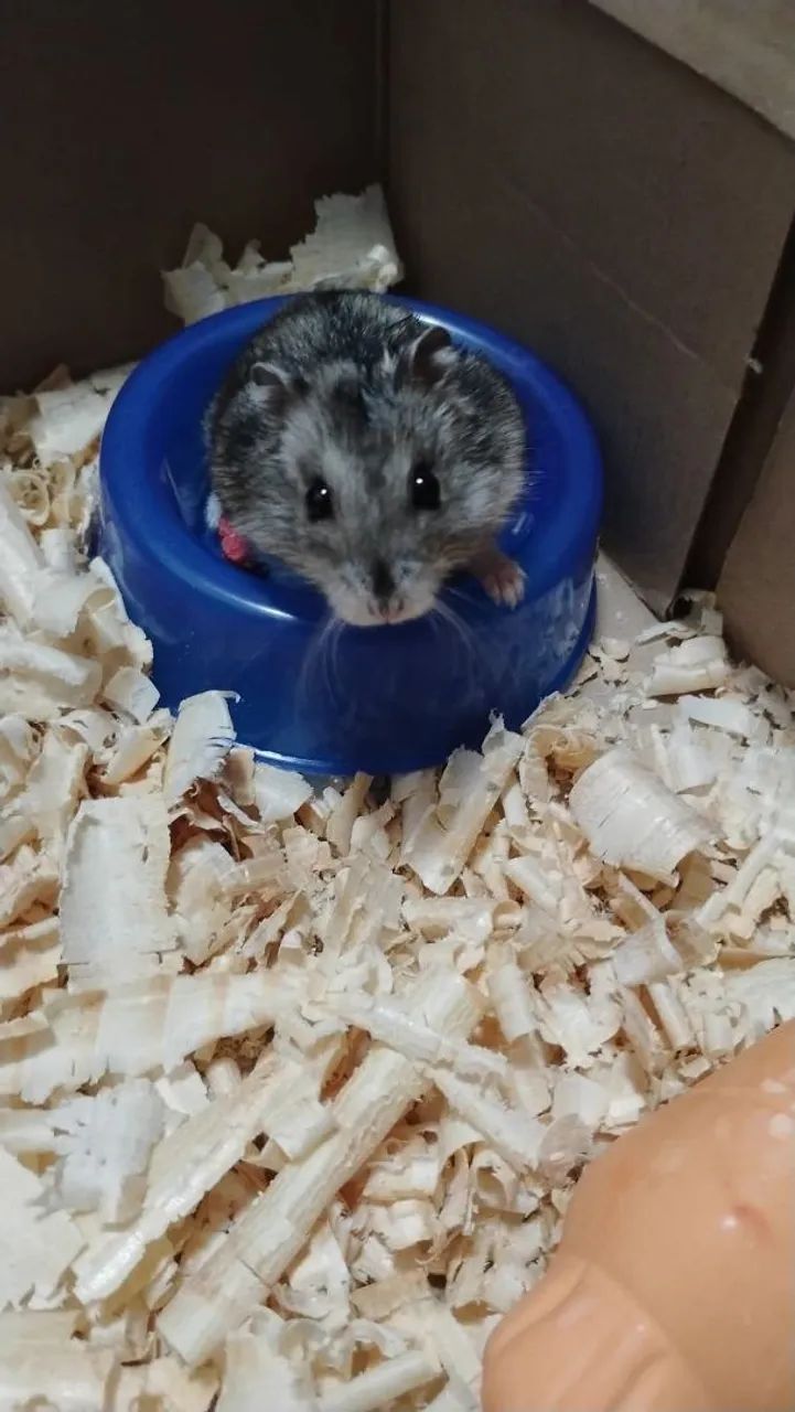 Hamster russo