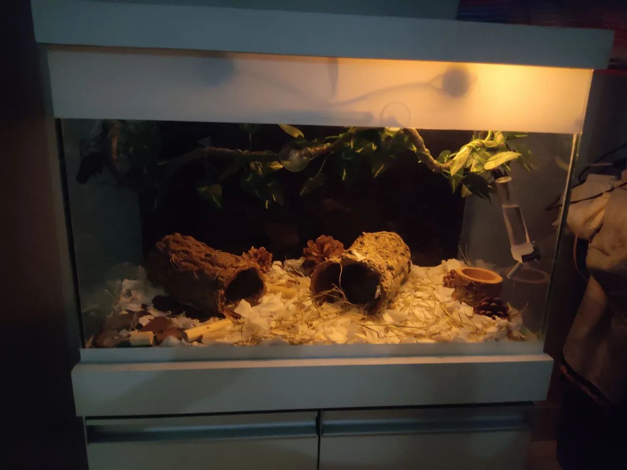 Aquário ou terrário  - Foto 2