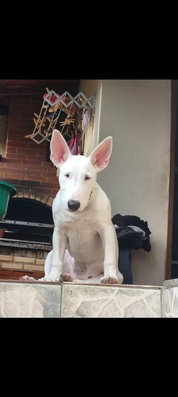 Bullterrier Adoção responsável