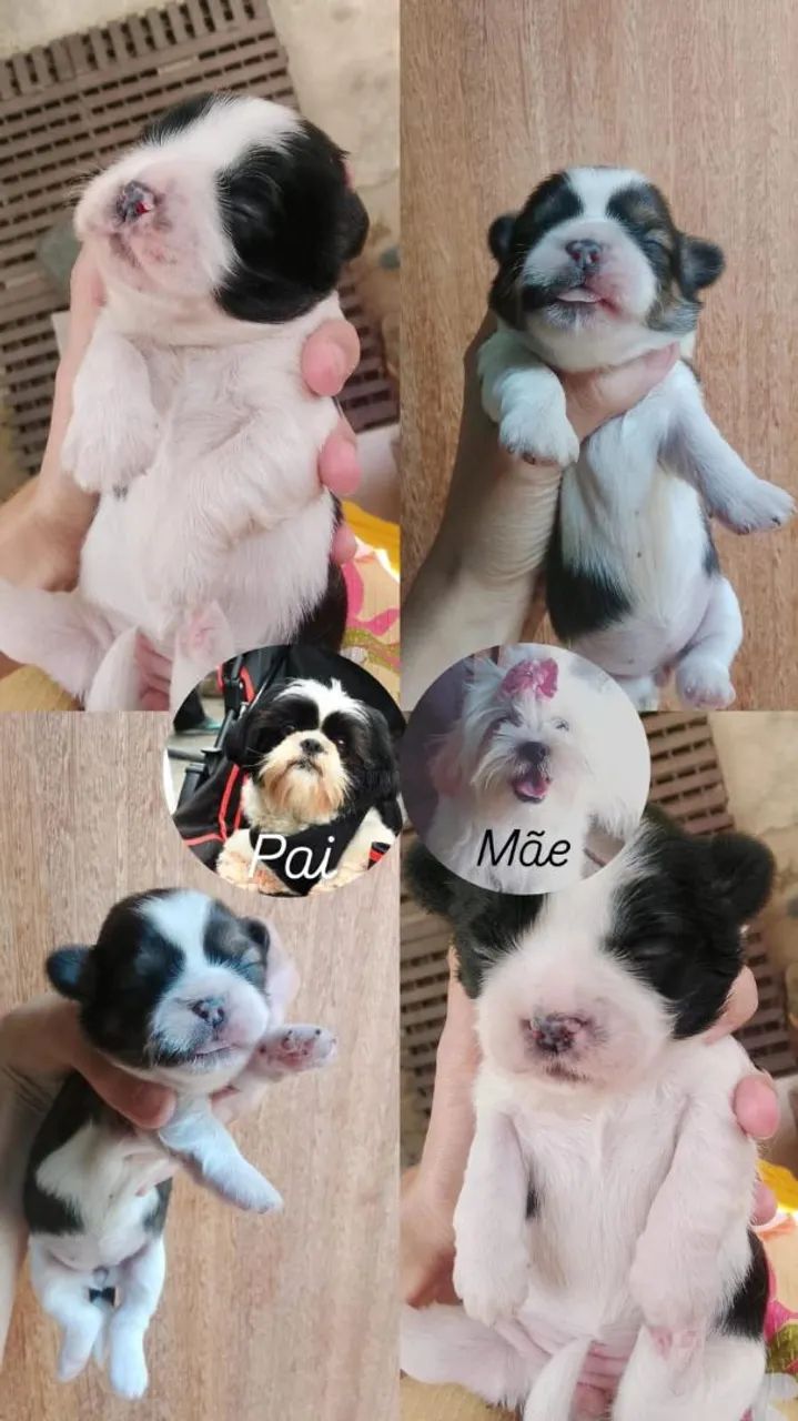 Shih tzu
