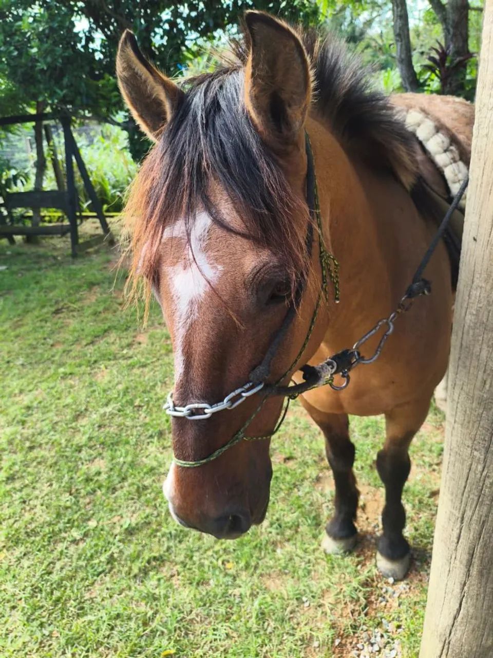Cavalo - Foto 5