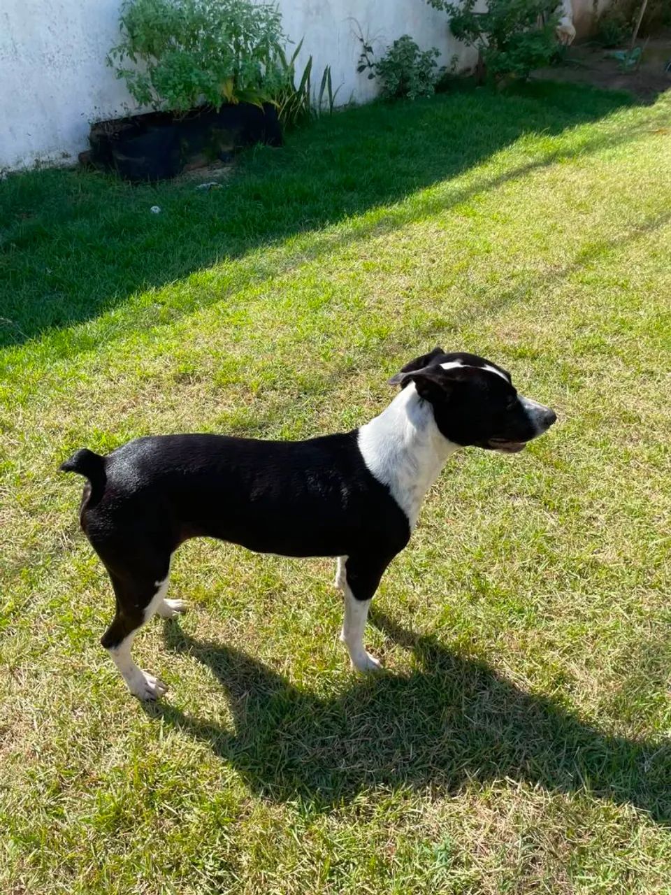Doação de cachorra  - Foto 4