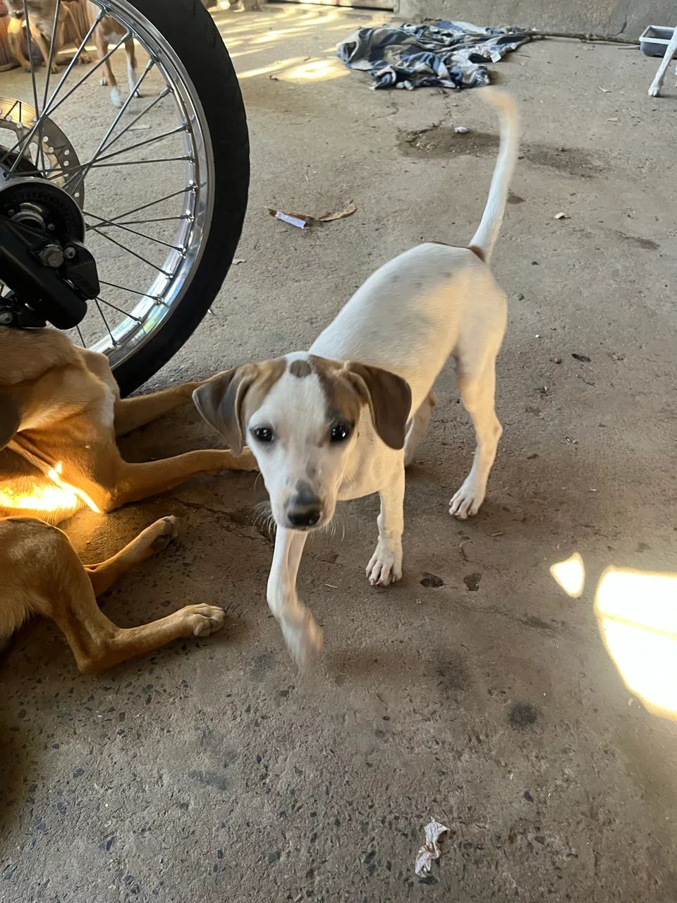 Cachorro para doação  - Foto 5