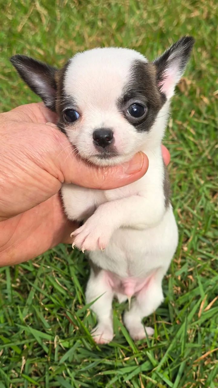 Chihuahua  - Foto 2