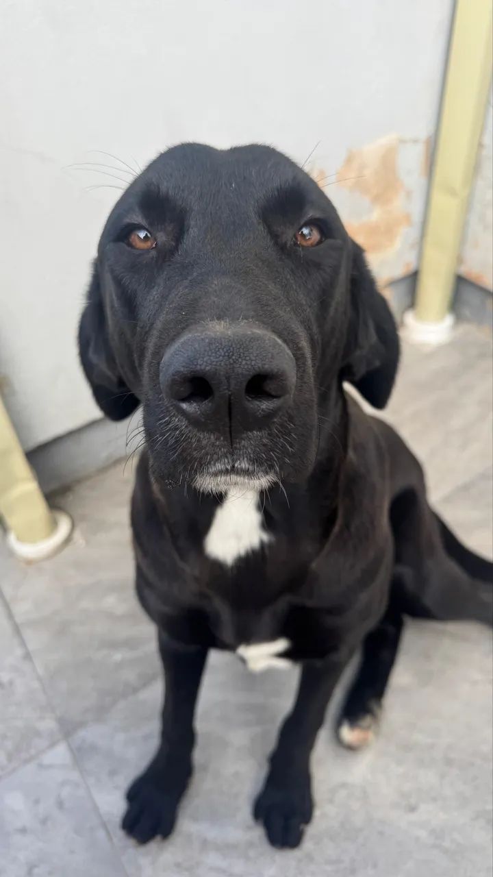 Doação cachorro - Foto 3