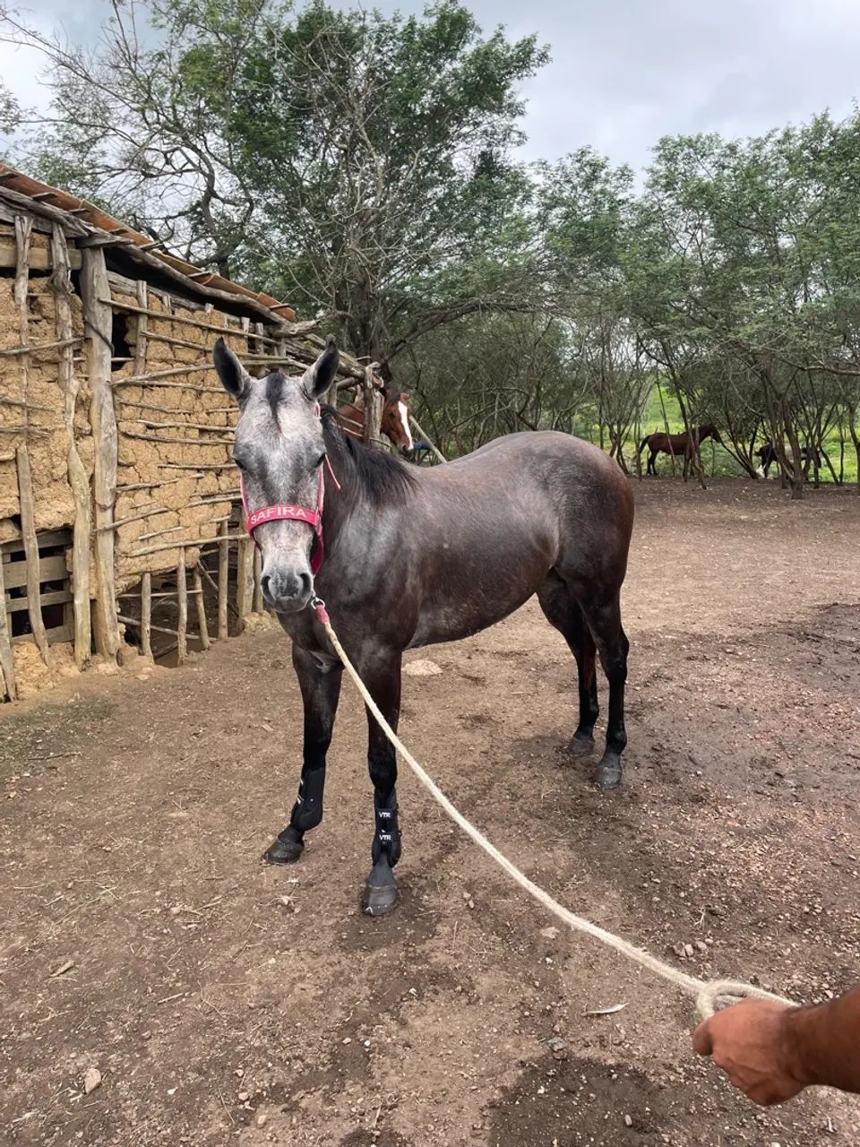 Potra QM a venda  - Foto 3