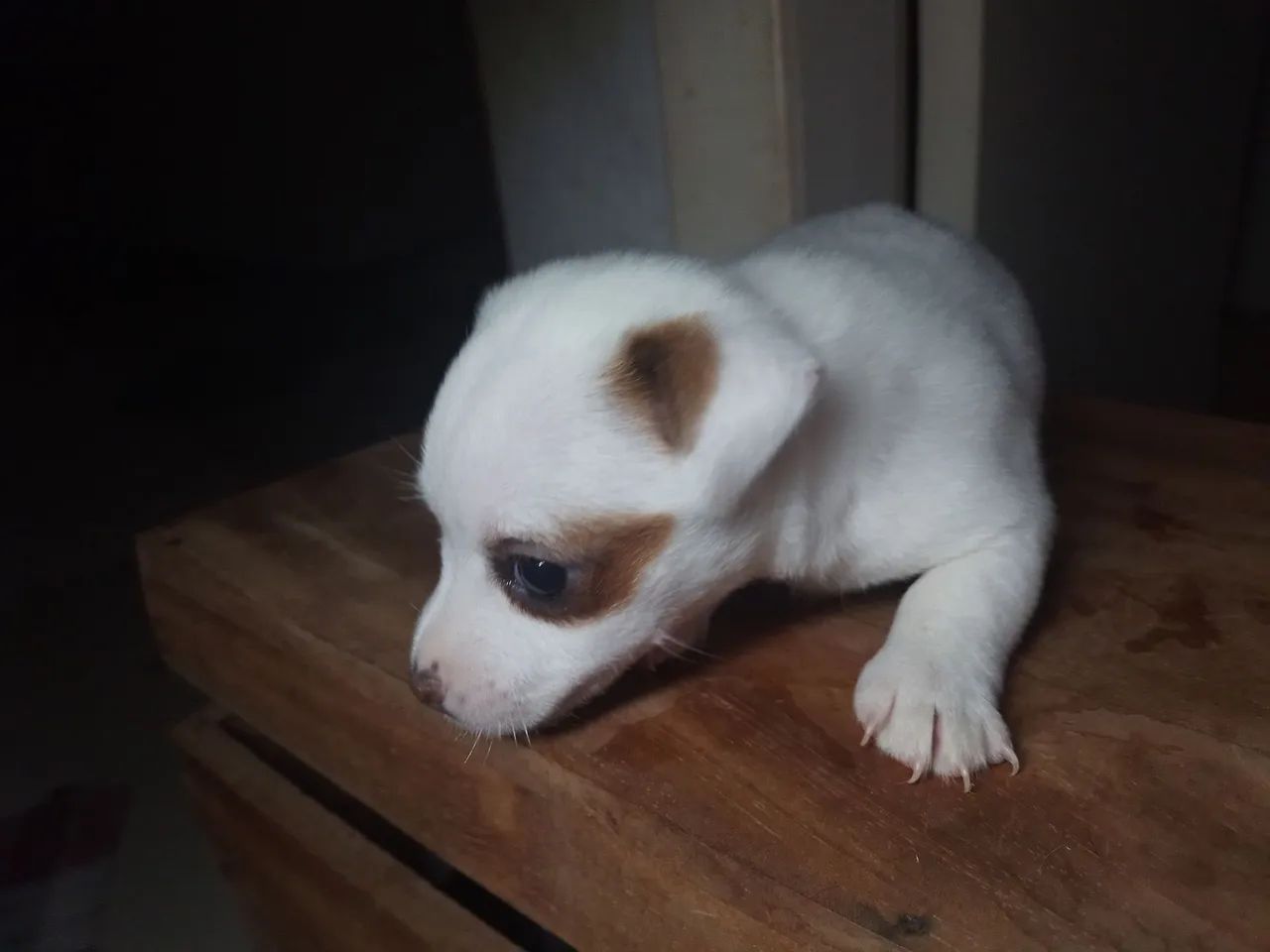 Jack russell terrier  - Foto 3