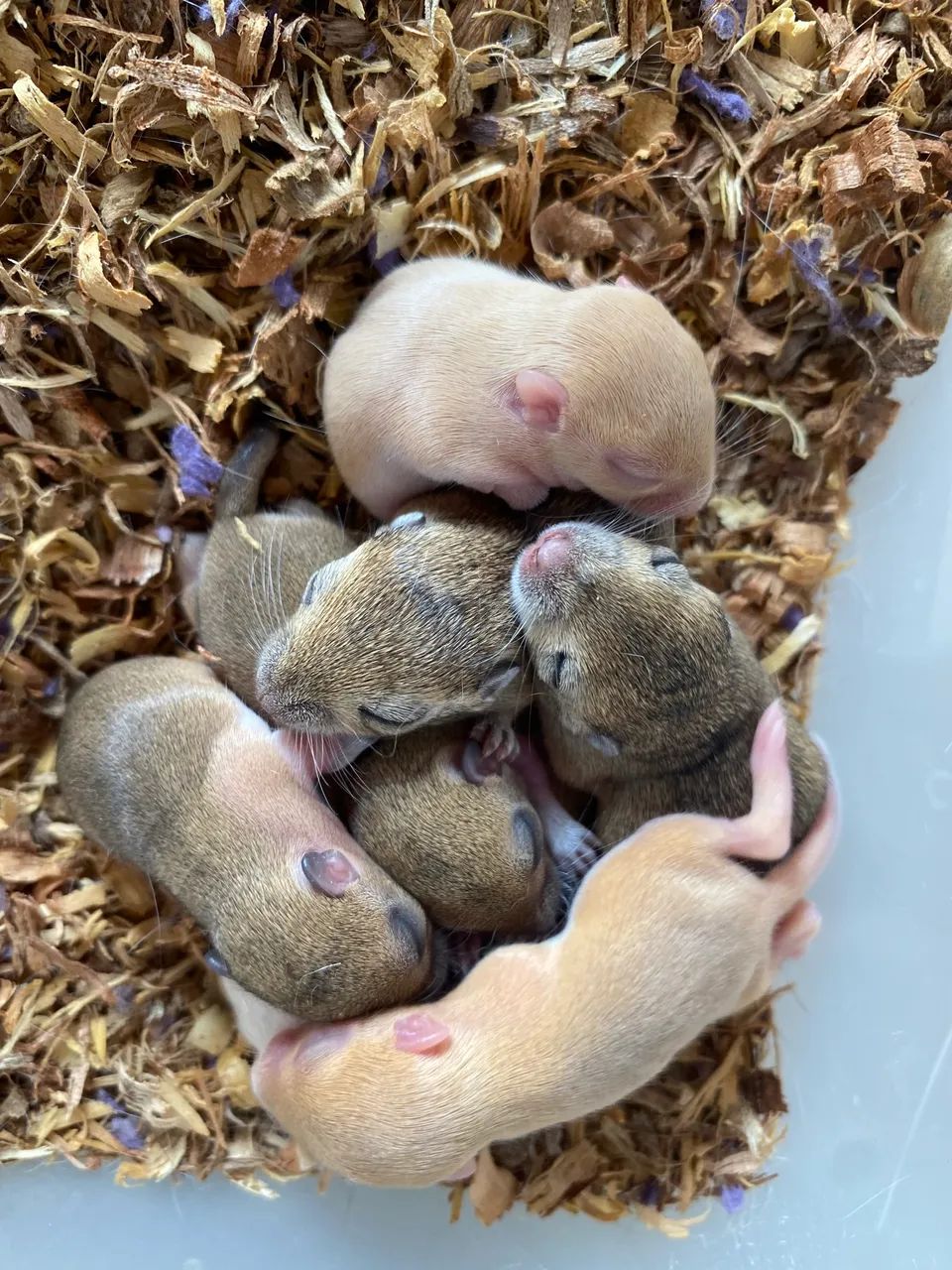 Filhotes de Gerbil/Esquilo da Mongólia  - Foto 2