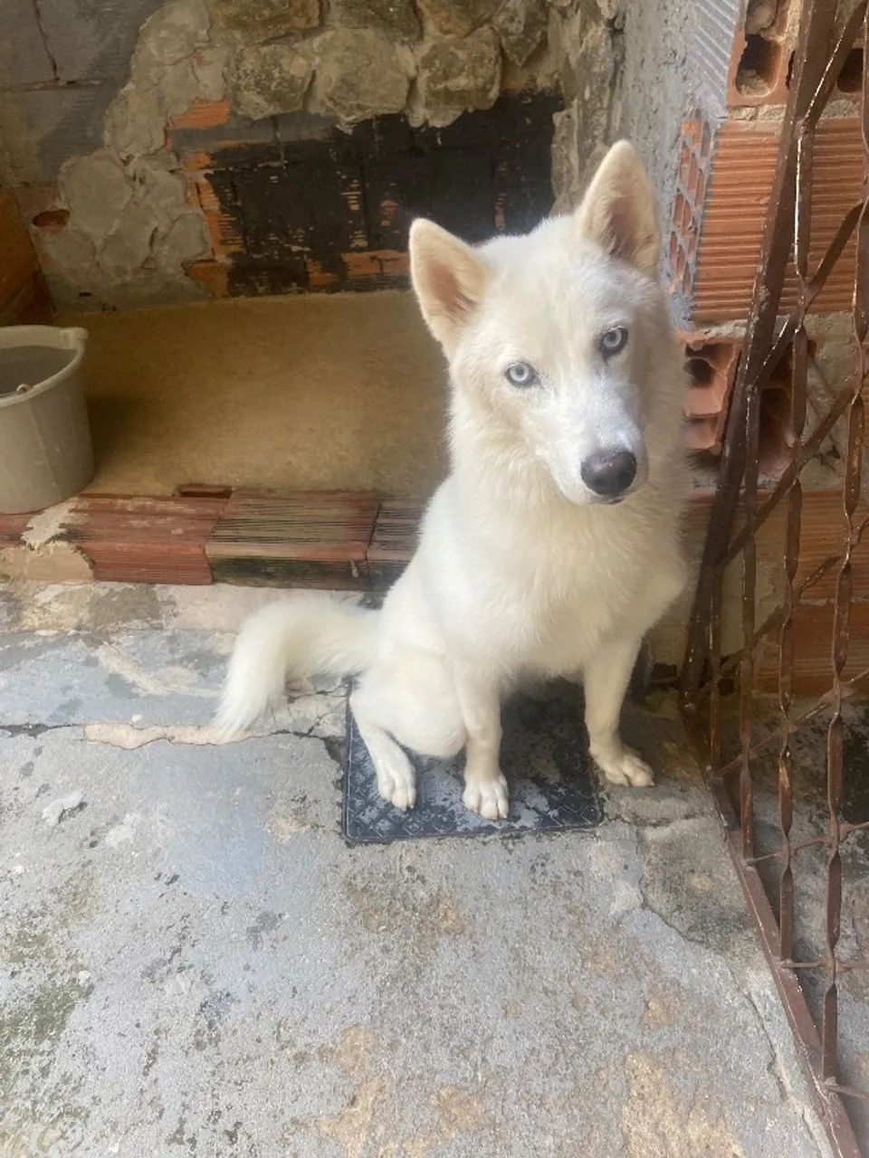 Cachorro - Foto 2