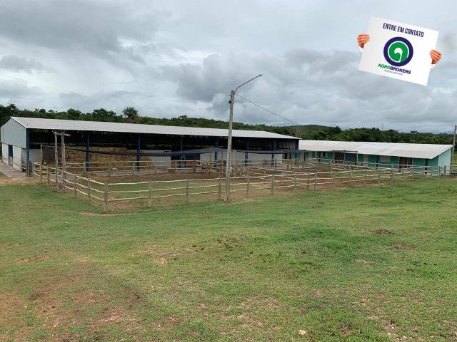 Fazenda 400 ha região de acorizal - Foto 11