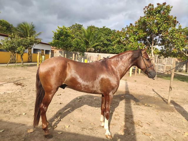 Cavalo Campolina - Foto 4