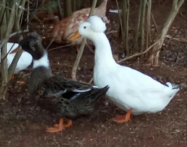 Marrecos adultos e filhotes de pom pom - Foto 5