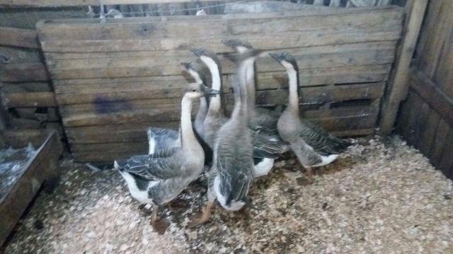 Casais gansos sinaleiros adultos e filhotes - Foto 2