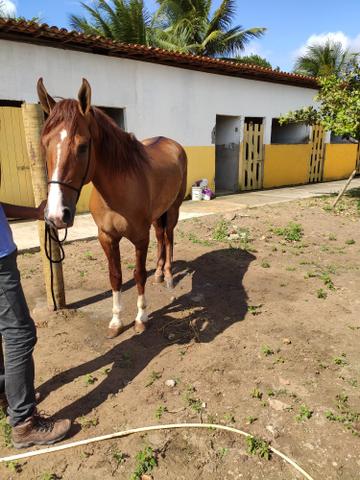 Cavalo Campolina