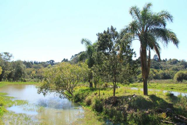 Chácara Araucária, 284.000m², tanques, nascente - Foto 13