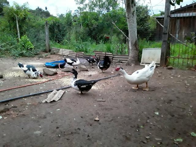 Vendo patos