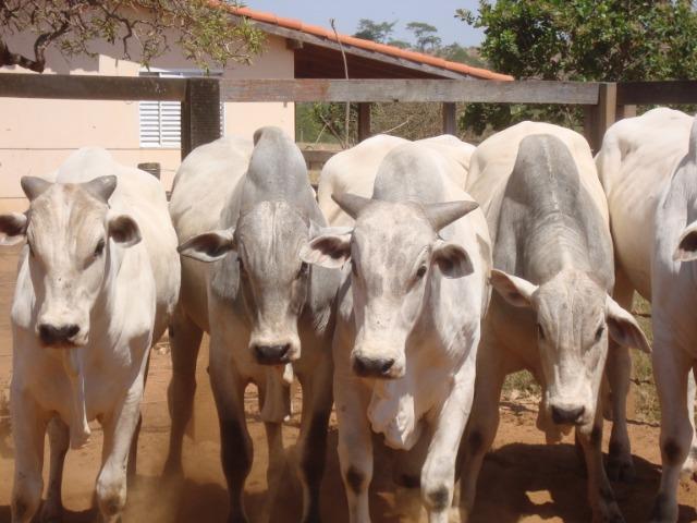 Touros e tourinhos nelore PO . Varias idades - Foto 3