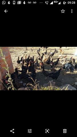 Ovos galados - Foto 3