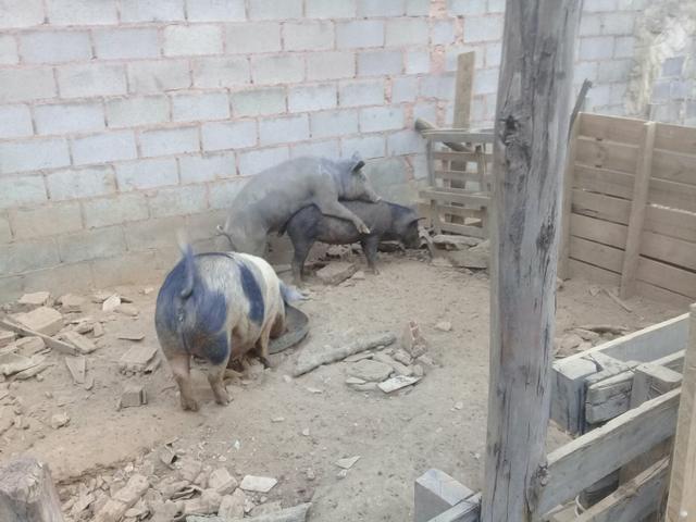 Vendo barão pelado barato - Foto 3
