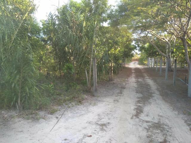 Terreno no Distrito de Curralinho, próximo a Sauípe - Foto 4