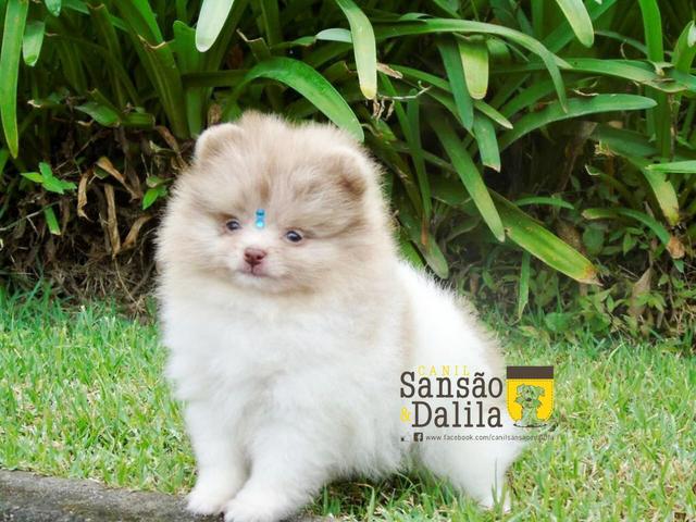 Fantástico machinho de Spitz alemão( lulu da pomerânia) - Foto 2