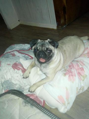 Pug femia pequeno porte - Foto 2