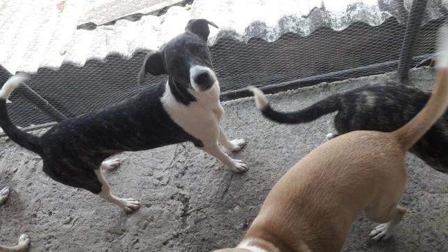 Cachorros para doação! - Foto 4
