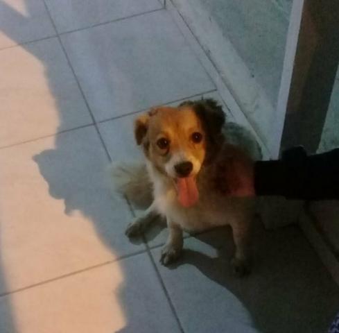 Urgente - Foto 2