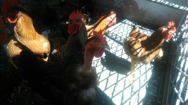 Galos Carijo - Foto 3