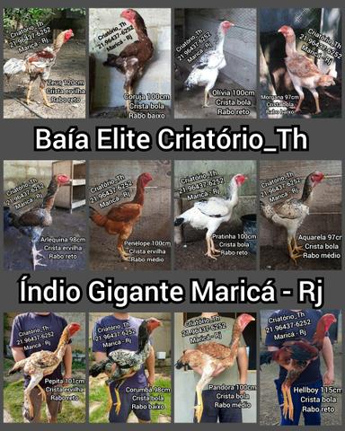 Pintinhos Índio Gigante Baía Elite