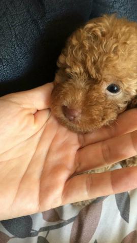 Poodle Toy Abricot (último filhote) - Foto 5