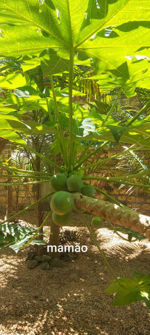 Vendo ou troco casa de campo - Foto 18