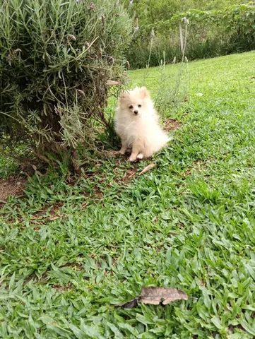 Spitz Alemão  - Foto 5