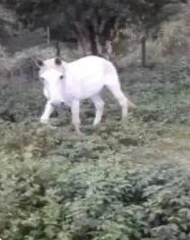 Cavalo/ egua - Foto 2