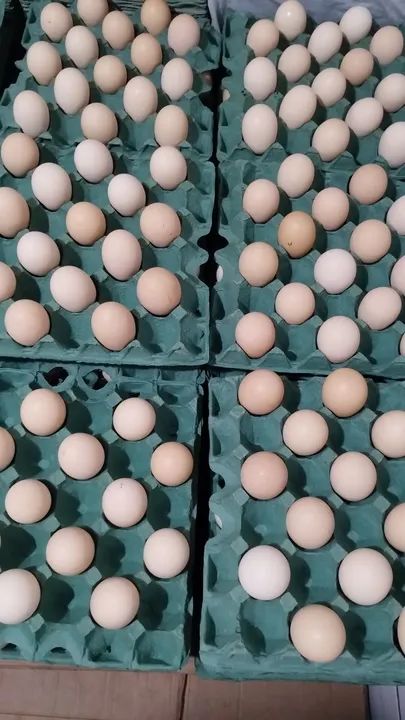 Ovos frescos de galinhas caipiras - Foto 5