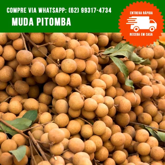 Mudas de Pitomba