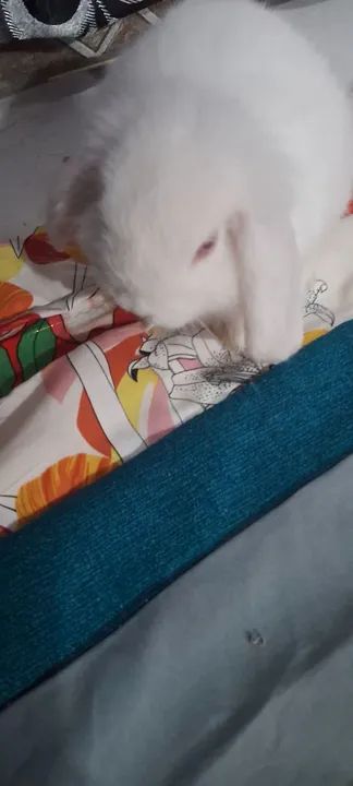 Coelho lop Mini  - Foto 3